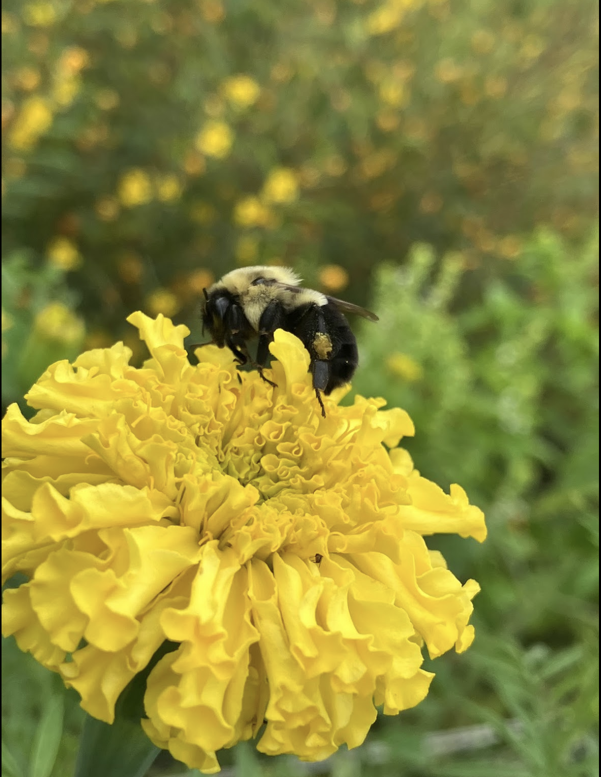 A bee visiting a yellow marigold