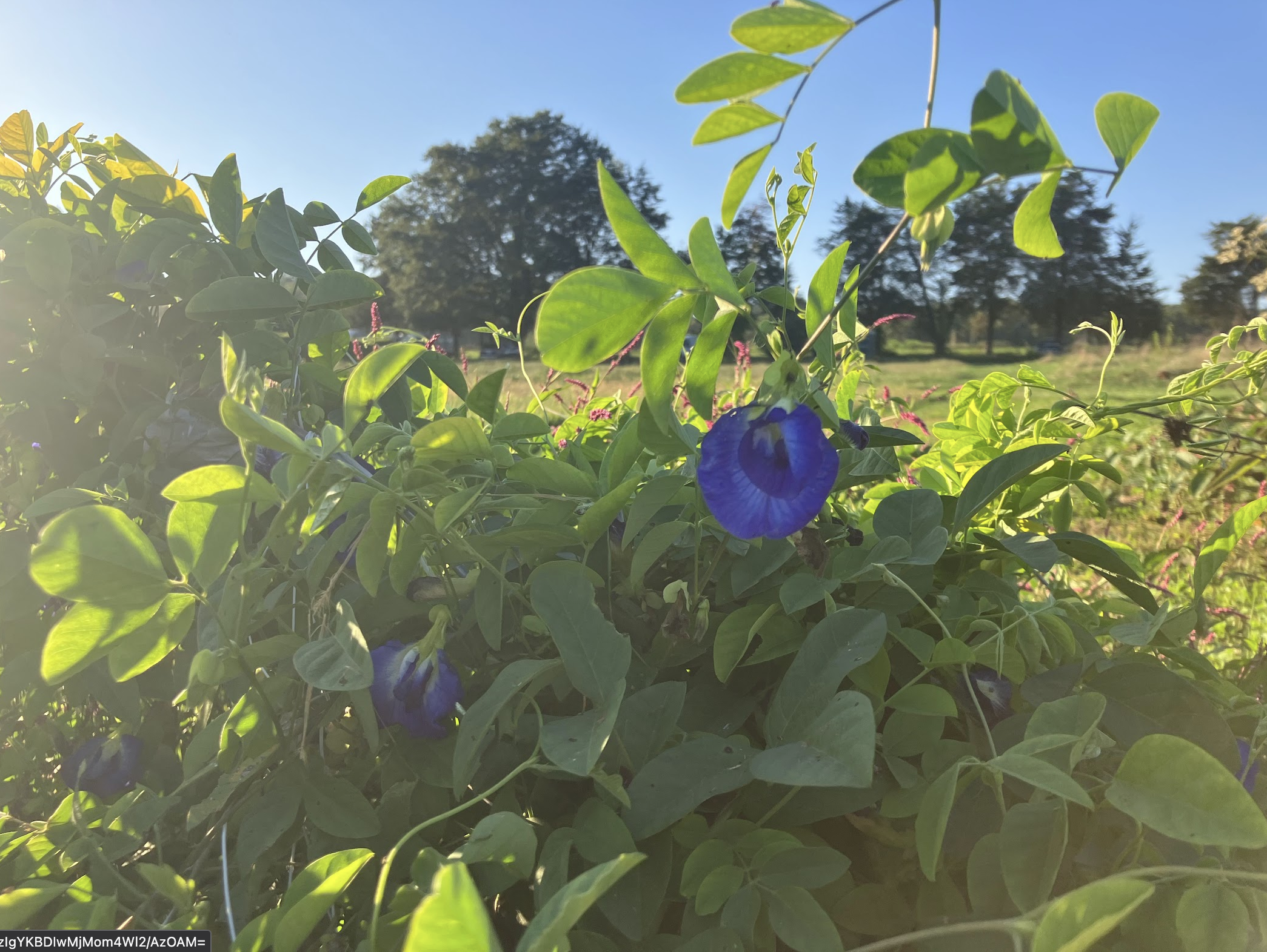 Close up on Butterfly pea vines