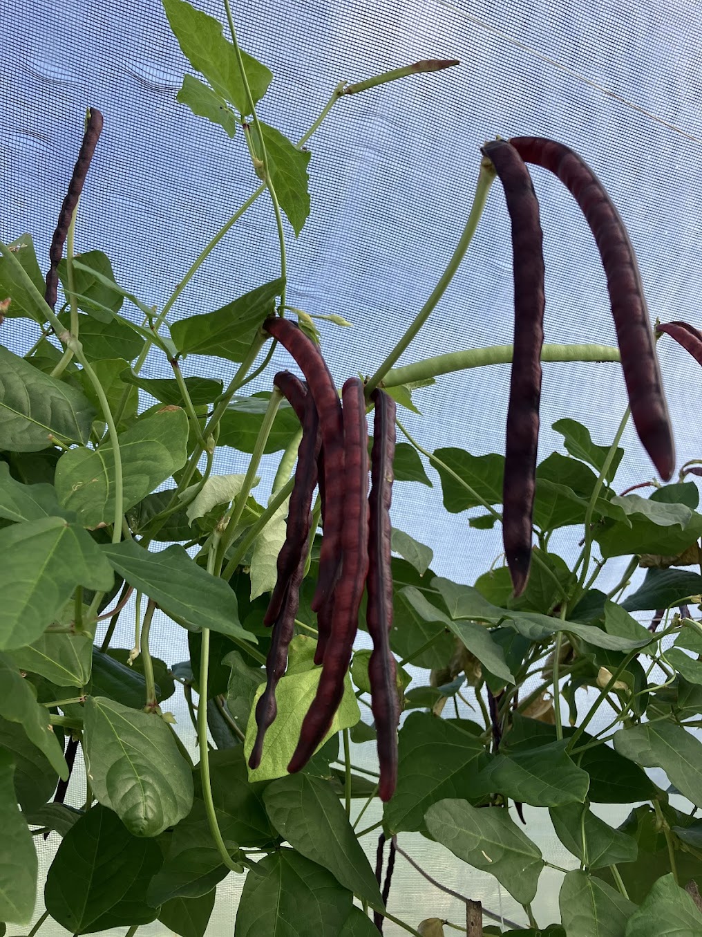 A bunch of Purple Hull Peas