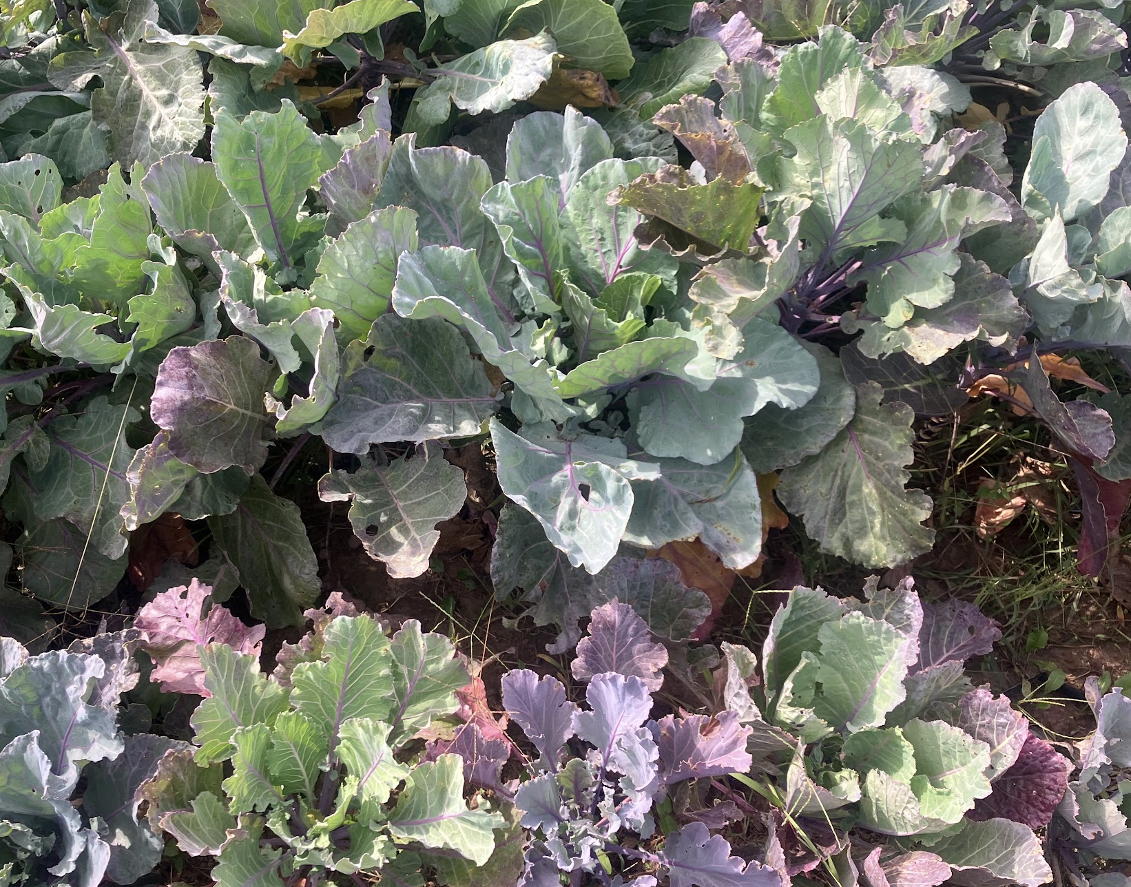 Purple Ultracross Collards