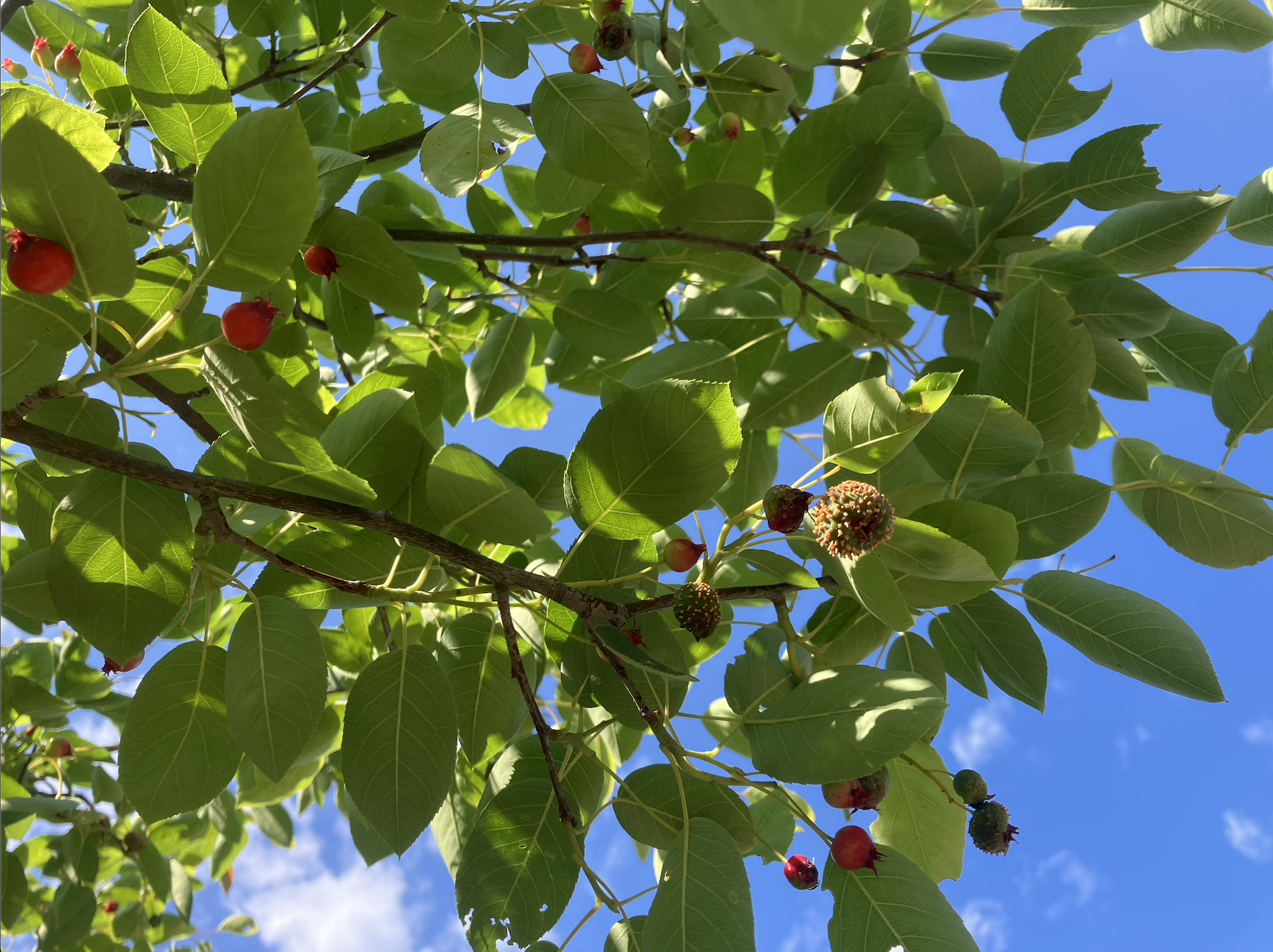 Serviceberries with a red cedar rust