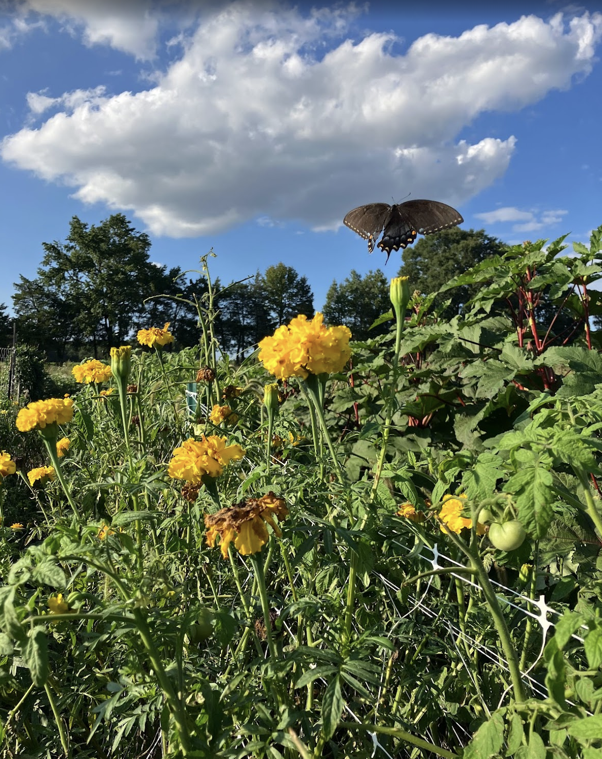 A swallowtail butterfly in flight amidst marigolds and tomatoes