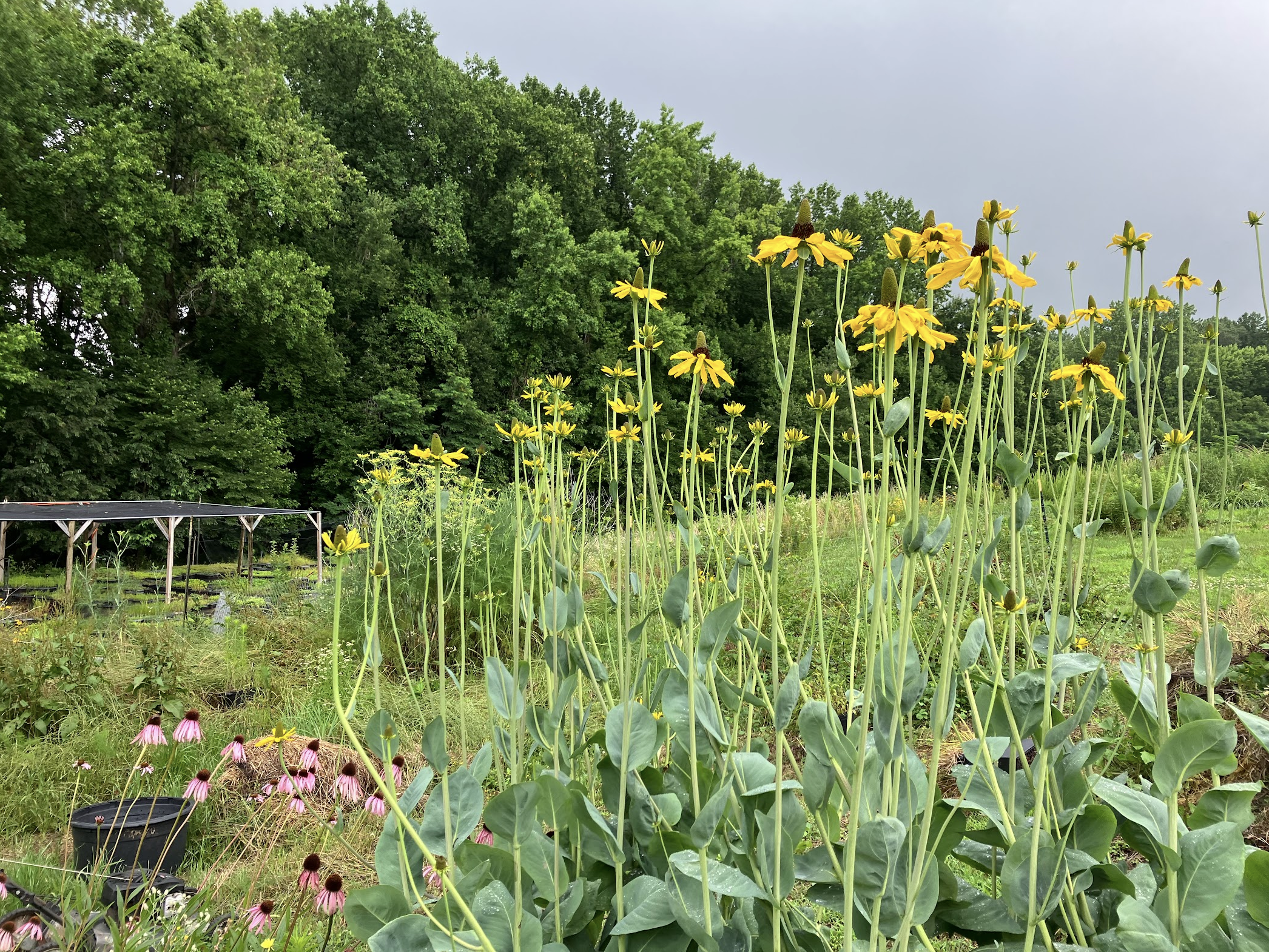 Cabbage-leaf coenflowers growing tall with Purple coneflowers