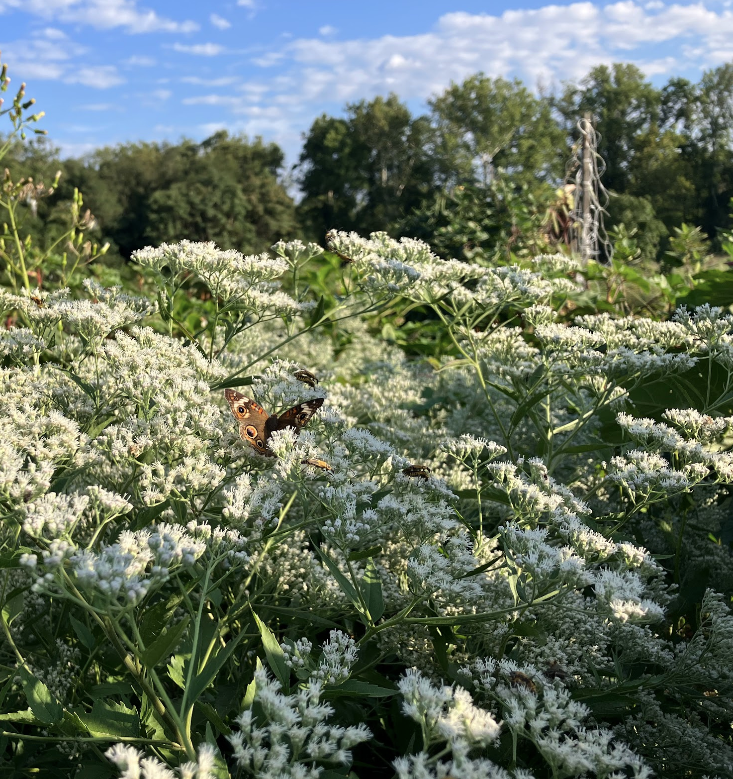 Common Boneset with a moth