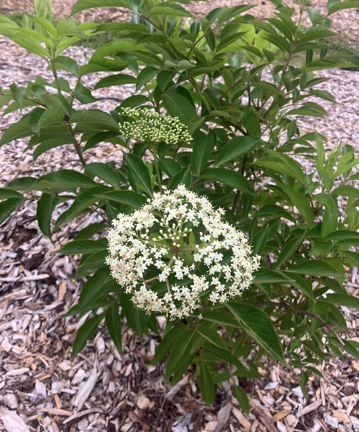 A young elderberry plant with two blooms