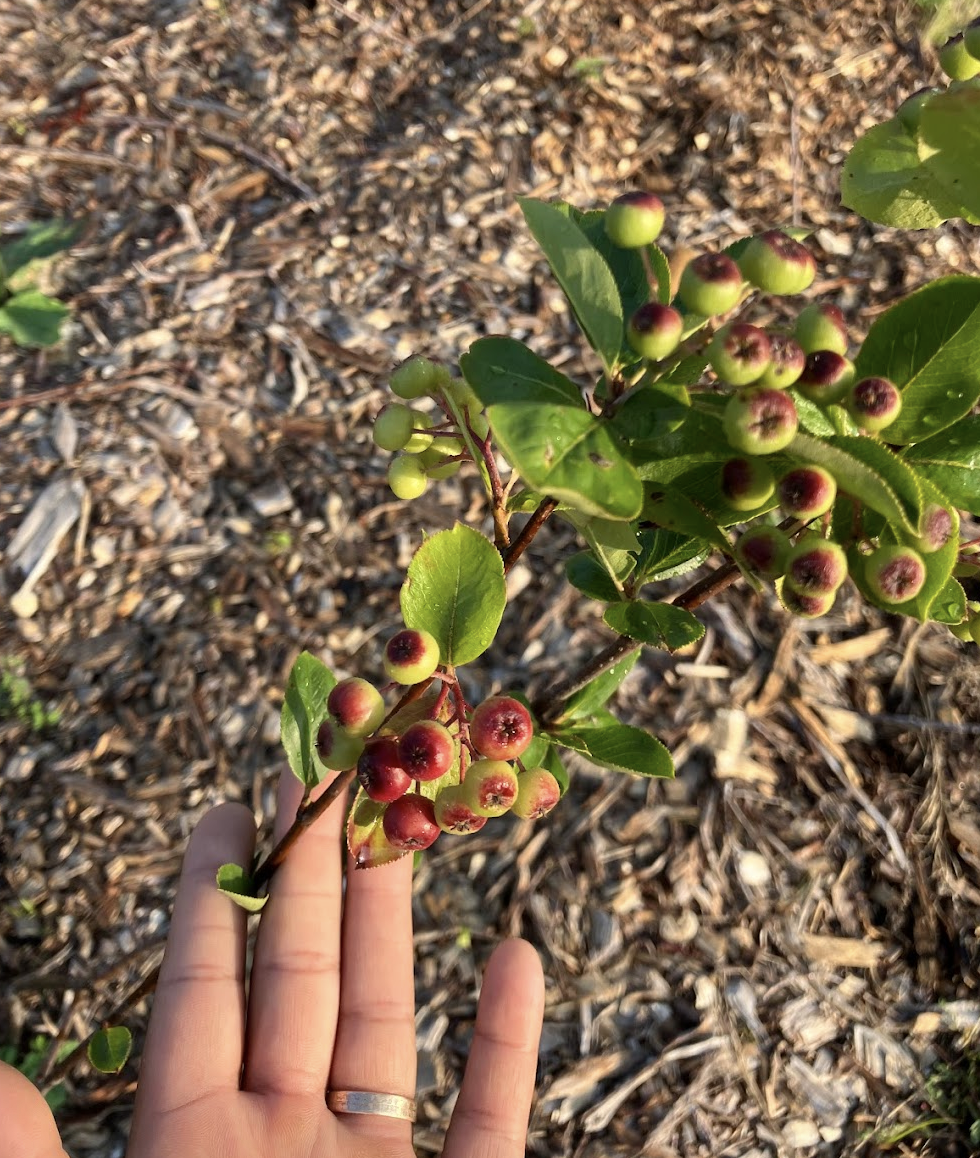 A hand touching half ripe aronia cherries on the shrub