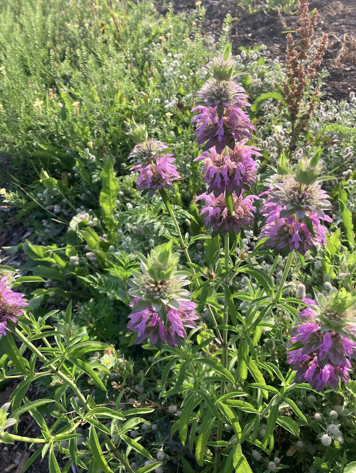 Pink/purple beebalms amidst green groundcover