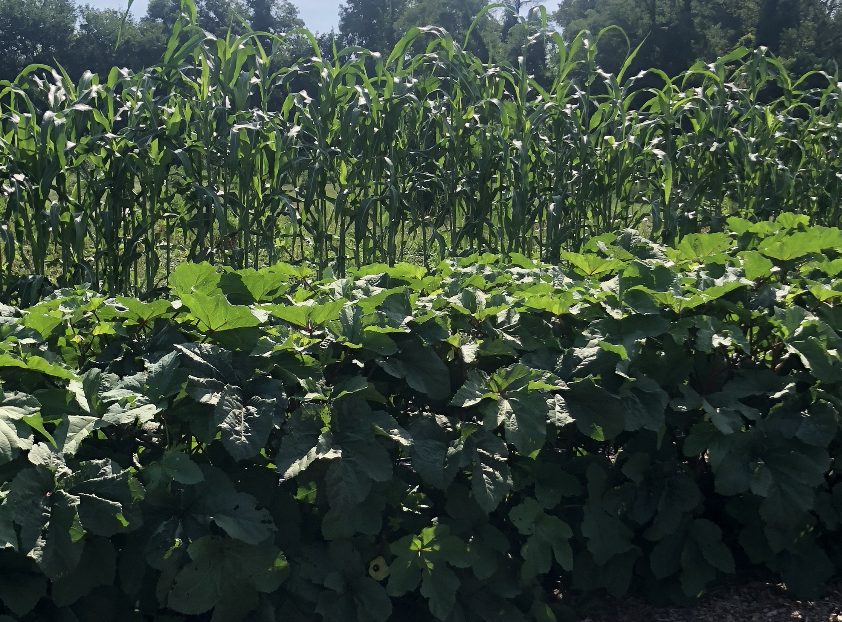 shoulder height okra growing in front of ceiling height sorghum grass