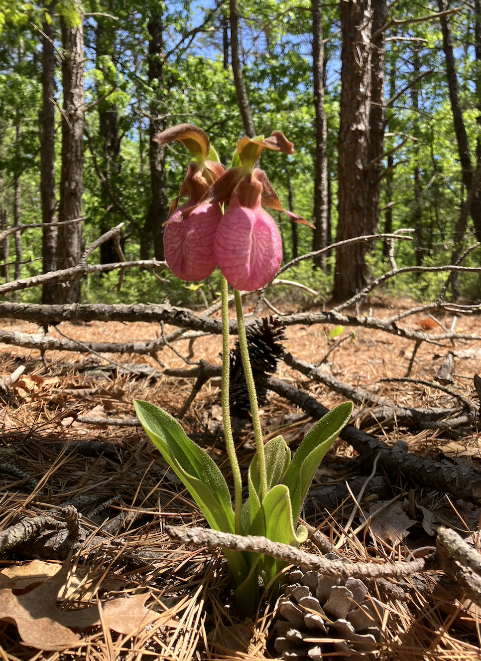 Pink Lady Slipper Orchid