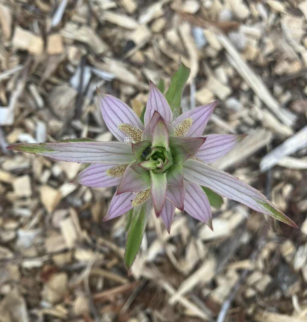a singular spotted beebalm flower captured from the top