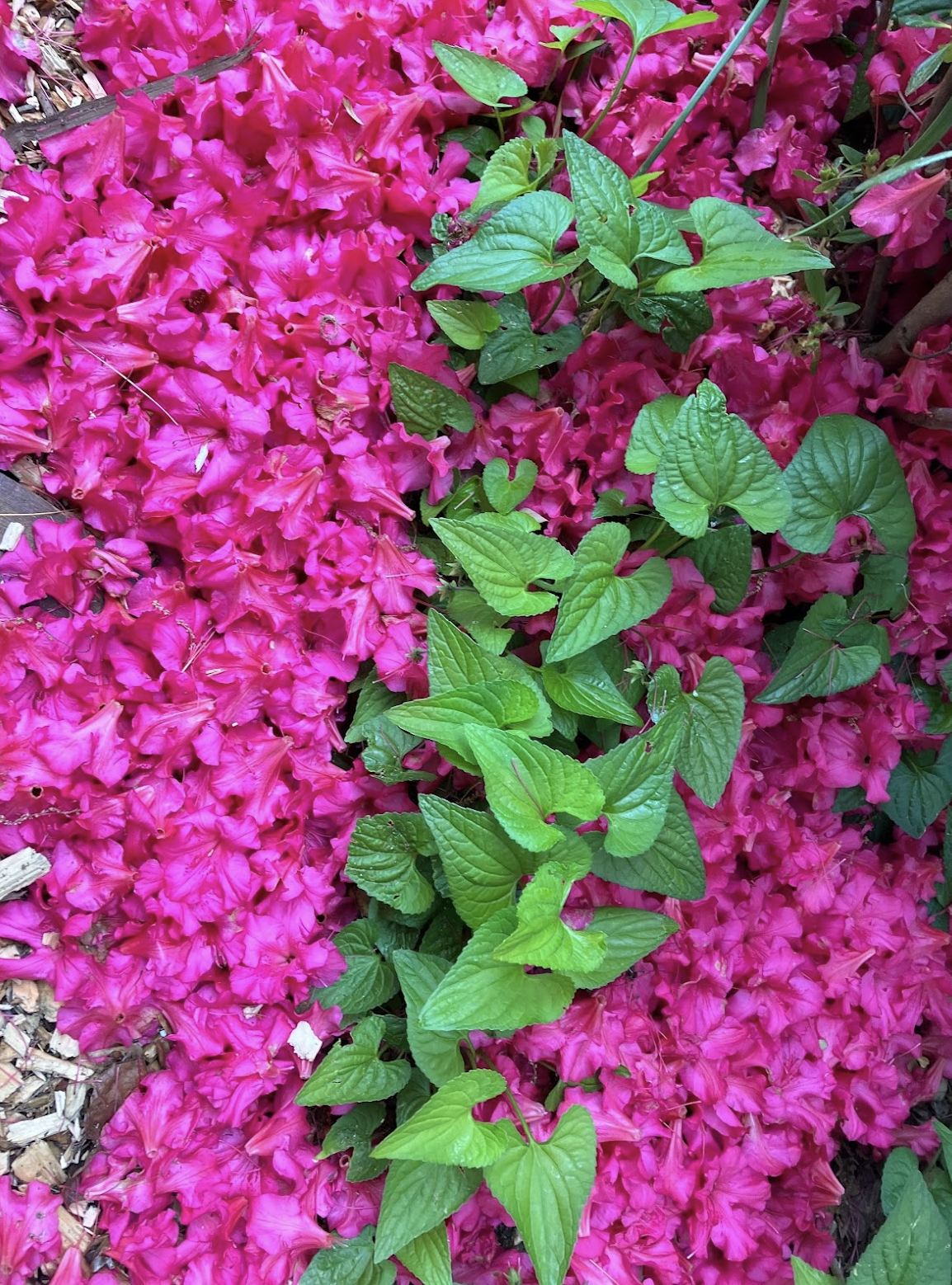 Fallen, vibrant pink azalea petals carpeting the ground beneath bright common violet leaves